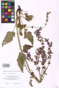 MHA 0 156 307, Salvia pratensis L., Eastern Europe, Central forest-and-steppe region (E6) (Russia)