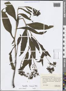 Symphytum tanaicense Steven, Eastern Europe, Lower Volga region (E9) (Russia)