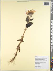 Helianthus annuus L., Caucasus, Krasnodar Krai & Adygea (K1a) (Russia)
