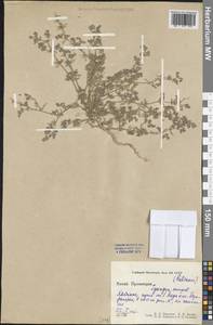 Rubiaceae, South Asia, South Asia (Asia outside ex-Soviet states and Mongolia) (ASIA) (China)