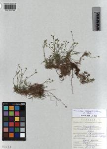 KUZ 004 194, Cherleria biflora (L.) comb. ined., Siberia, Altai & Sayany Mountains (S2) (Russia)