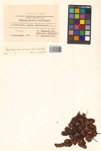 Saxifraga cherlerioides D. Don, Siberia, Russian Far East (S6) (Russia)