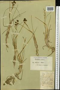 Scheuchzeria palustris L., Siberia, Western Siberia (S1) (Russia)