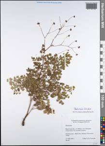 Thalictrum foetidum L., Siberia, Baikal & Transbaikal region (S4) (Russia)