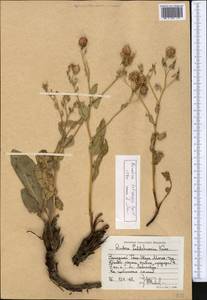 Rindera tetraspis (Pall.) L'Hér. ex DC. & A.DC., Middle Asia, Western Tian Shan & Karatau (M3) (Tajikistan)