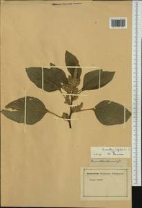 Amaranthus hybridus L., Western Europe (EUR) (Not classified)