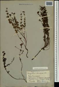 Dorycnium pentaphyllum subsp. herbaceum (Vill.)Rouy, Crimea (KRYM) (Russia)