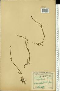 Dianthus superbus L., Eastern Europe, Northern region (E1) (Russia)