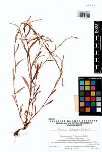 Persicaria hydropiper (L.) Spach, Siberia, Baikal & Transbaikal region (S4) (Russia)