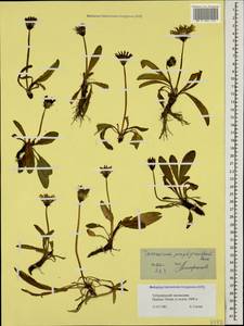 Taraxacum porphyranthum Boiss., Caucasus, Stavropol Krai, Karachay-Cherkessia & Kabardino-Balkaria (K1b) (Russia)