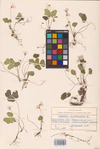 Oxalis acetosella L., Eastern Europe, Western region (E3) (Russia)