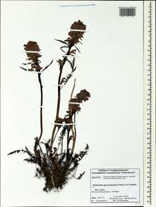 Pedicularis gymnostachya (Trautv.) Khokhr., Siberia, Central Siberia (S3) (Russia)