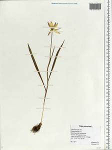 Tulipa suaveolens Roth, Eastern Europe, Eastern region (E10) (Russia)