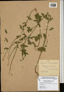 Sisymbrium officinale (L.) Scop., Eastern Europe, Central region (E4) (Russia)