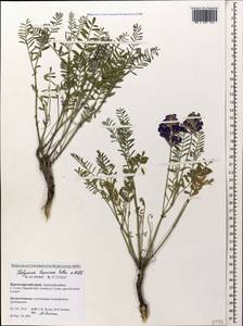Hedysarum tauricum Willd., Caucasus, Krasnodar Krai & Adygea (K1a) (Russia)