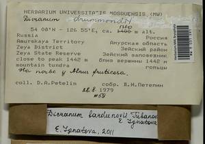 Dicranum bardunovii Tubanova & Ignatova, Bryophytes, Bryophytes - Russian Far East (excl. Chukotka & Kamchatka) (B20) (Russia)