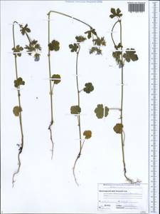 Althaea hirsuta L., Caucasus, Black Sea Shore (from Novorossiysk to Adler) (K3) (Russia)