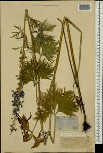 Delphinium freynii Conrath, Caucasus, Stavropol Krai, Karachay-Cherkessia & Kabardino-Balkaria (K1b) (Russia)