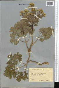 Leontice leontopetalum subsp. ewersmannii (Bunge) Coode, Middle Asia, Karakum (M6) (Turkmenistan)