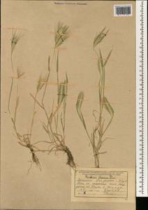 Hordeum murinum subsp. glaucum (Steud.) Tzvelev, South Asia, South Asia (Asia outside ex-Soviet states and Mongolia) (ASIA) (Afghanistan)