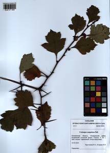 Crataegus sanguinea Pall., Siberia, Altai & Sayany Mountains (S2) (Russia)