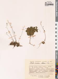 Draba cinerea Adams, Siberia, Chukotka & Kamchatka (S7) (Russia)
