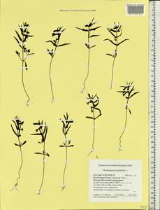 Melampyrum pratense L., Eastern Europe, Northern region (E1) (Russia)