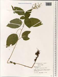 Laportea bulbifera (Siebold & Zucc.) Wedd., South Asia, South Asia (Asia outside ex-Soviet states and Mongolia) (ASIA) (China)