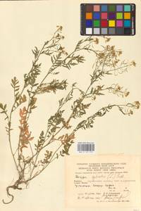 Rorippa sylvestris (L.) Besser, Eastern Europe, West Ukrainian region (E13) (Ukraine)