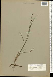 Carex flacca subsp. erythrostachys (Hoppe) Holub, Caucasus, Dagestan (K2) (Russia)
