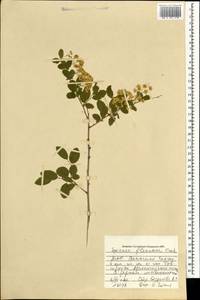 Spiraea flexuosa Fisch. ex Cambess., Mongolia (MONG) (Mongolia)