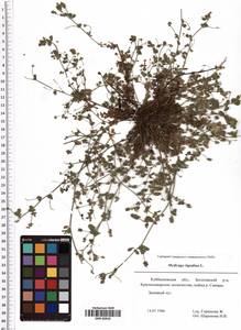 Medicago lupulina L., Eastern Europe, Middle Volga region (E8) (Russia)