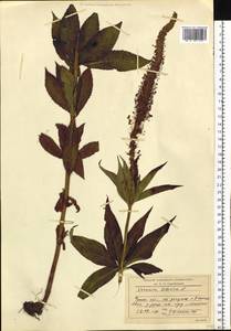 Veronicastrum sibiricum (L.) Pennell, Siberia, Baikal & Transbaikal region (S4) (Russia)