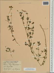 Lotus tenuis Waldst. & Kit. ex Willd., Crimea (KRYM) (Russia)