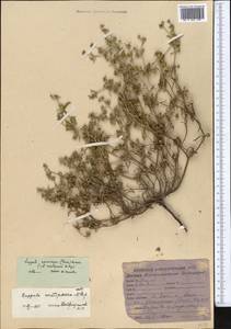 Lappula spinocarpos (Forssk.) Asch., Middle Asia, Caspian Ustyurt & Northern Aralia (M8) (Kazakhstan)