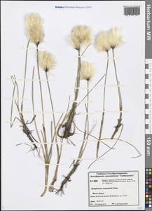 Eriophorum chamissonis C.A.Mey., Siberia, Central Siberia (S3) (Russia)