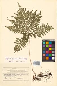 Athyrium spinulosum (Maxim.) Milde, Siberia, Russian Far East (S6) (Russia)