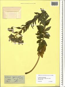 Linum hypericifolium Salisb., Caucasus, Stavropol Krai, Karachay-Cherkessia & Kabardino-Balkaria (K1b) (Russia)