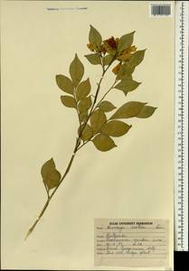 Murraya paniculata (L.) Jacq., South Asia, South Asia (Asia outside ex-Soviet states and Mongolia) (ASIA) (India)