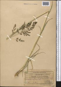 Eragrostis collina Trin., Middle Asia, Western Tian Shan & Karatau (M3) (Kazakhstan)