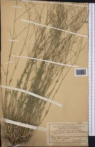 Gypsophila aulieatensis B. Fedtsch., Middle Asia, Western Tian Shan & Karatau (M3) (Kazakhstan)