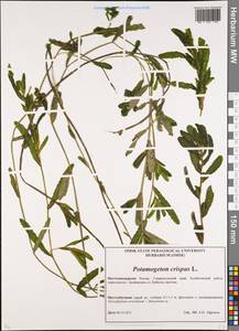 Potamogeton crispus L., Caucasus, Stavropol Krai, Karachay-Cherkessia & Kabardino-Balkaria (K1b) (Russia)