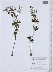 Geranium albiflorum Ledeb., Siberia, Western Siberia (S1) (Russia)