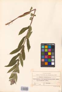 MHA 0 154 944, Stachys palustris L., Eastern Europe, Lower Volga region (E9) (Russia)