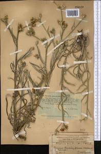 Cousinia pseudomollis C. Winkl., Middle Asia, Western Tian Shan & Karatau (M3) (Kazakhstan)