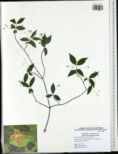 Euonymus verrucosus Scop., Eastern Europe, Central region (E4) (Russia)