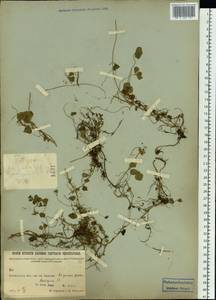 Trifolium repens L., Siberia, Baikal & Transbaikal region (S4) (Russia)