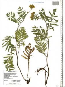 Tanacetum vulgare L., Eastern Europe, Northern region (E1) (Russia)