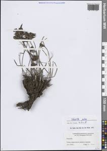 Pulsatilla patens (L.) Mill., Siberia, Western Siberia (S1) (Russia)