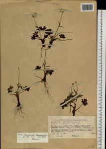 Ranunculus propinquus subsp. propinquus, Eastern Europe, Northern region (E1) (Russia)